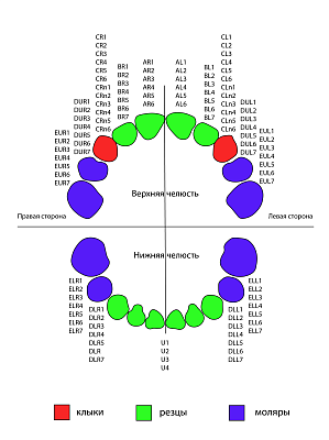 Коронки детские металлические